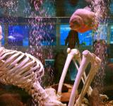 mgl_oceanarium_4776.jpg