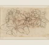 leonardo_da_vinci_marsh_marigold_caltha_palustris_and_wood_anemone_anemone_nemorosa_c.1505-10.jpg