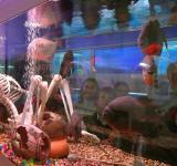 mgl_oceanarium_4777.jpg